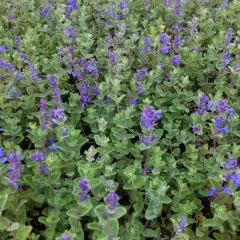 NEPETA mussinii - Chataire