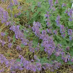 NEPETA mussinii - Chataire