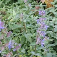 NEPETA mussinii - Chataire