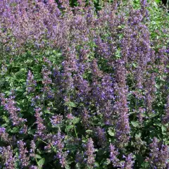 NEPETA mussinii - Chataire