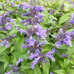 NEPETA nervosa - Chataire