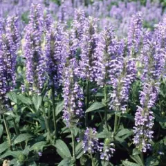 NEPETA nervosa - Chataire