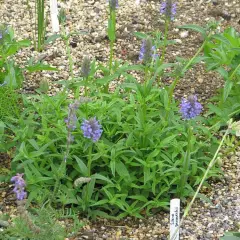 NEPETA nervosa - Chataire