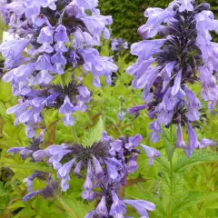 NEPETA sibirica - Menthe aux chats