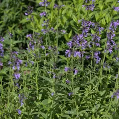 NEPETA sibirica - Menthe aux chats