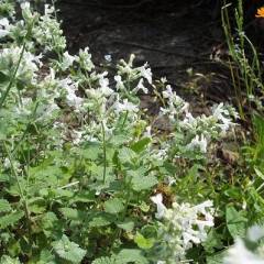 NEPETA faassenii 'Snowflake' - Menthe aux chats