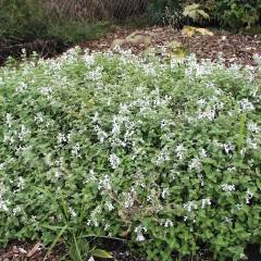 NEPETA faassenii 'Snowflake' - Menthe aux chats