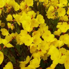 OENOTHERA fruticosa 'Sonnenwende' - Oenothère