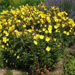 OENOTHERA fruticosa 'Sonnenwende' - Oenothère