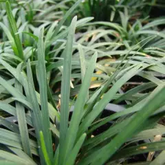 OPHIOPOGON japonicus