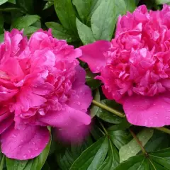 PAEONIA lactiflora 'Felix Crousse' - Pivoine de Chine