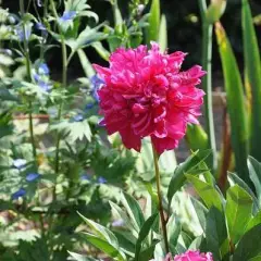 PAEONIA lactiflora 'Felix Crousse' - Pivoine de Chine