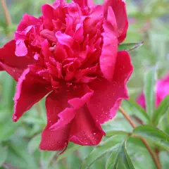 PAEONIA lactiflora 'Felix Crousse' - Pivoine de Chine