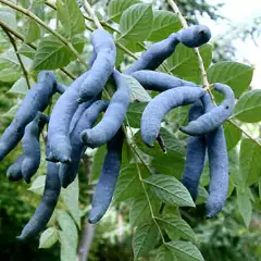 DECAISNEA fargesii - Arbre aux haricots bleus