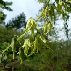 DECAISNEA fargesii - Arbre aux haricots bleus