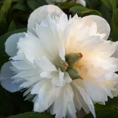 PAEONIA officinalis 'Alba Plena' - Pivoine officinale