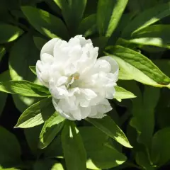 PAEONIA officinalis 'Alba Plena' - Pivoine officinale