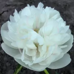 PAEONIA officinalis 'Alba Plena' - Pivoine officinale