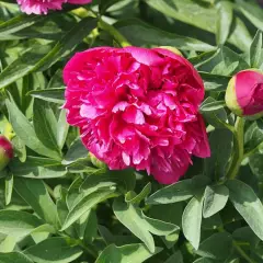 PAEONIA officinalis 'Rosea Plena' - Pivoine officinale