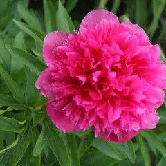 PAEONIA officinalis 'Rosea Plena' - Pivoine officinale