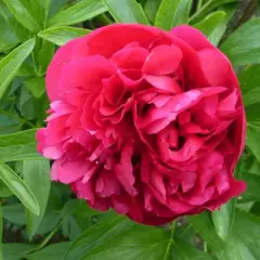 PAEONIA officinalis 'Rubra Plena' - Pivoine officinale