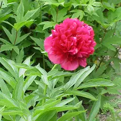 PAEONIA officinalis 'Rubra Plena' - Pivoine officinale