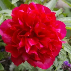 PAEONIA officinalis 'Rubra Plena' - Pivoine officinale