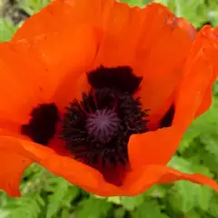 PAPAVER Orientalis 'Brillant' - Pavot d'orient