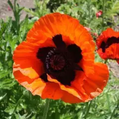 PAPAVER Orientalis 'Brillant' - Pavot d'orient