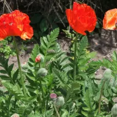 PAPAVER Orientalis 'Brillant' - Pavot d'orient