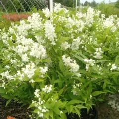 DEUTZIA crenata 'Nikko' - Deutzia nain