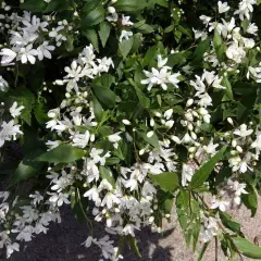 DEUTZIA crenata 'Nikko' - Deutzia nain