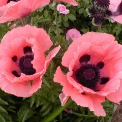 PAPAVER orientalis 'Prinzessin Victoria Louise' - Pavot d'orient