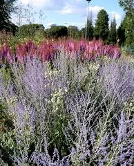 PEROVSKIA atriplicifolia 'Little Spire'® - Sauge d'Afghanistan