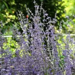 PEROVSKIA atriplicifolia 'Little Spire'® - Sauge d'Afghanistan