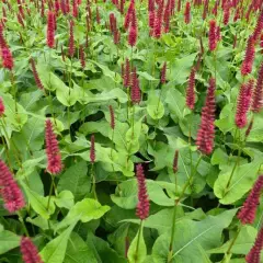 PERSICARIA amplexicaulis 'Blackfield' ® - Renouée