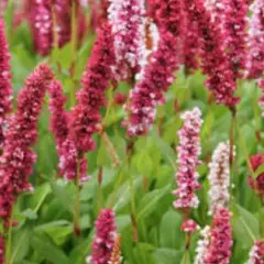 PERSICARIA affinis 'Darjeeling Red'