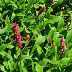 PERSICARIA affinis 'Darjeeling Red'