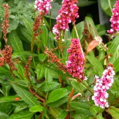 PERSICARIA affinis 'Darjeeling Red' - Renouée