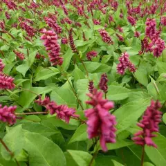 PERSICARIA amplexicaulis 'Inverleith' - Renouée