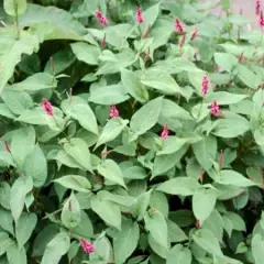 PERSICARIA amplexicaulis 'Inverleith' - Renouée