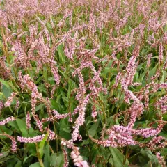 PERSICARIA amplexicaulis 'Pink Elephant'®