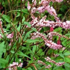 PERSICARIA amplexicaulis 'Pink Elephant'®