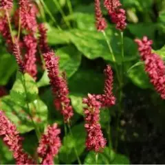 PERSICARIA amplexicaulis 'Red Baron' - Renouée