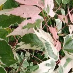 ACER negundo 'Flamingo' - Erable a feuilles de frêne