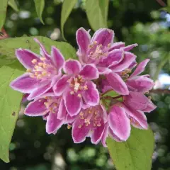 DEUTZIA X 'Perle Rose' - Deutzia rose