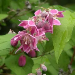 DEUTZIA X 'Perle Rose' - Deutzia rose