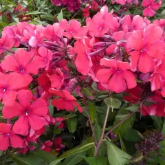 PHLOX paniculata 'Starfire' - Phlox paniculé 'Starfire'