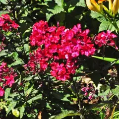 PHLOX paniculata 'Starfire' - Phlox paniculé 'Starfire'