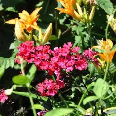 PHLOX paniculata 'Starfire' - Phlox paniculé 'Starfire'